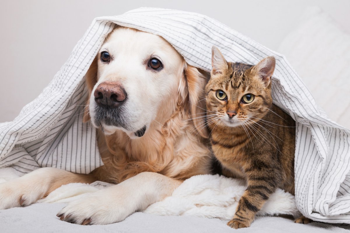 Cats vs Dogs: Which Pet is Better for Your Health?
